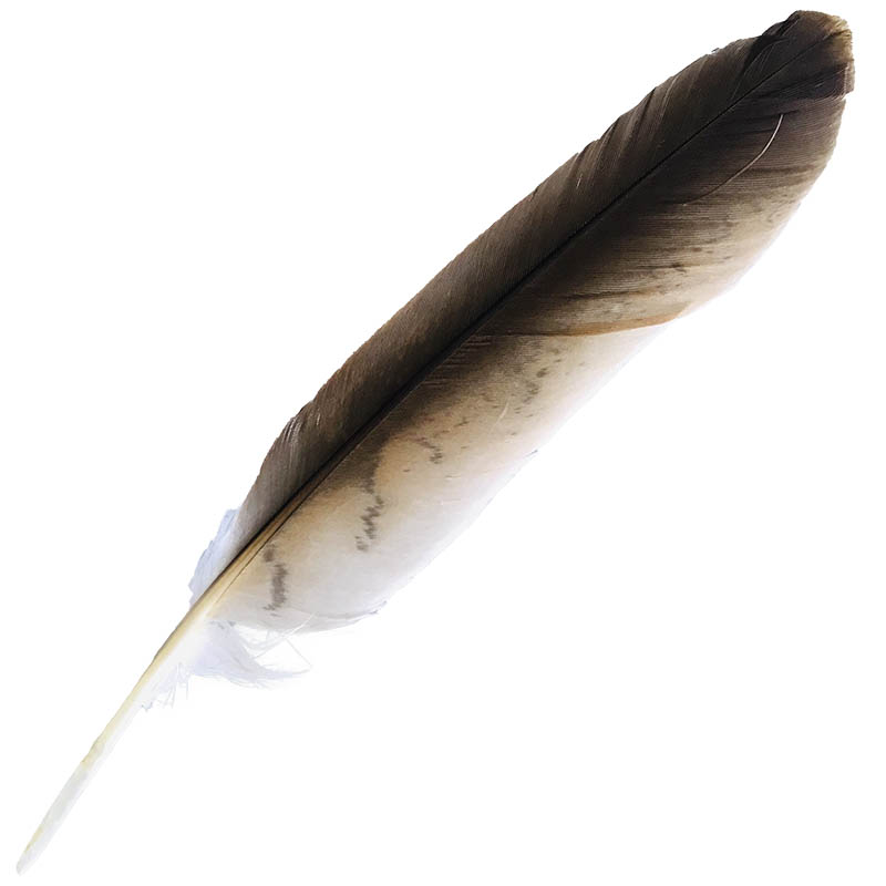 (image for) Whistling Kite Wing Feathers
