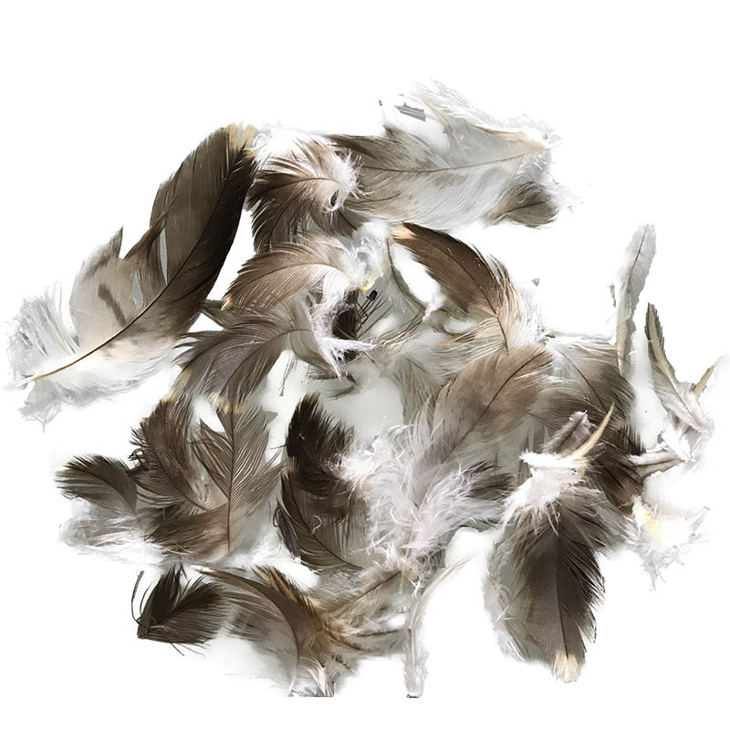(image for) Whistling Kite Plumage Feathers - Click Image to Close