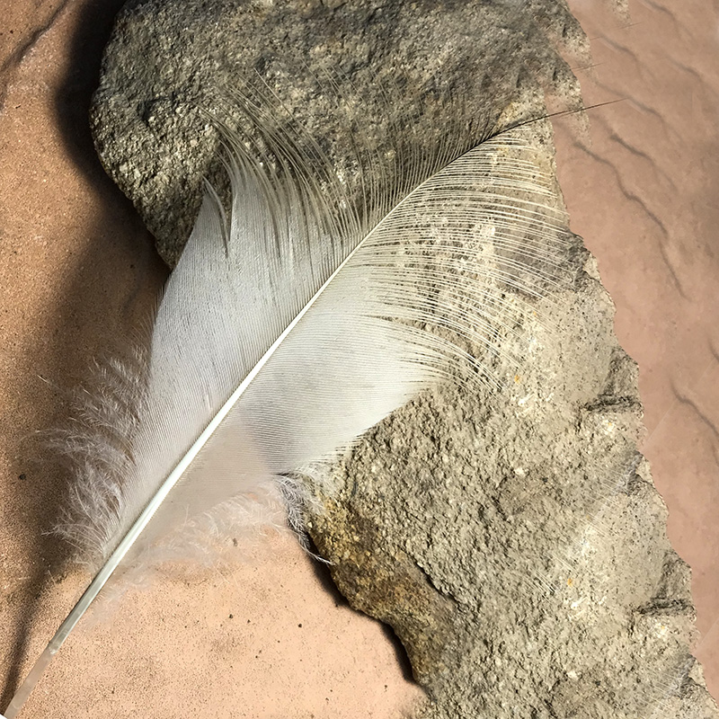 (image for) WIT-107 White Sacred Ibis Tail Feather - Click Image to Close
