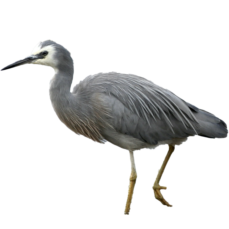 (image for) White Faced Heron