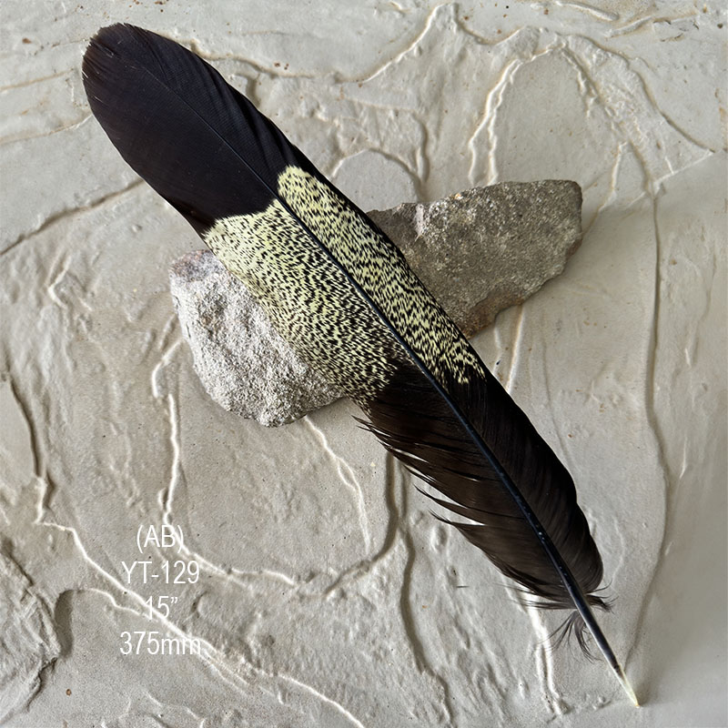 (image for) YT-129 Yellow Tailed Black Cockatoo Tail Feather - Click Image to Close