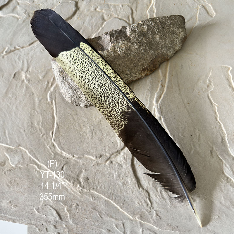 (image for) YT-130 Yellow Tailed Black Cockatoo Tail Feather