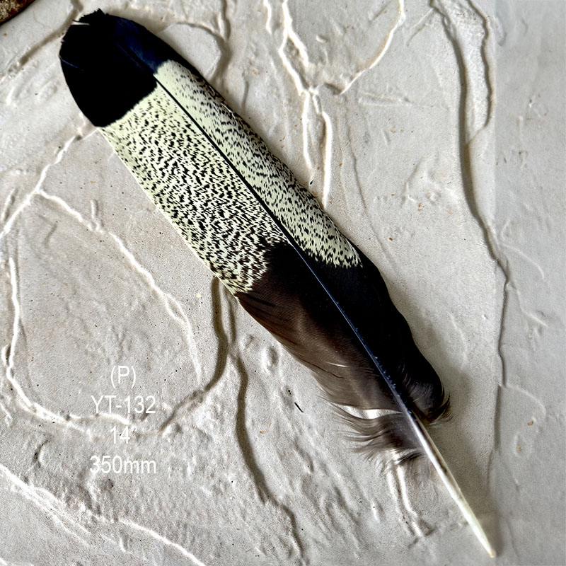 (image for) YT-132 Yellow Tailed Black Cockatoo Tail Feather - Click Image to Close