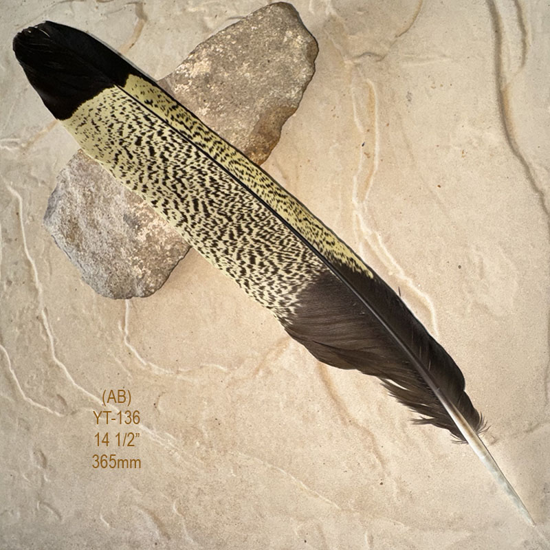 (image for) YT-136 Yellow Tailed Black Cockatoo Tail Feather