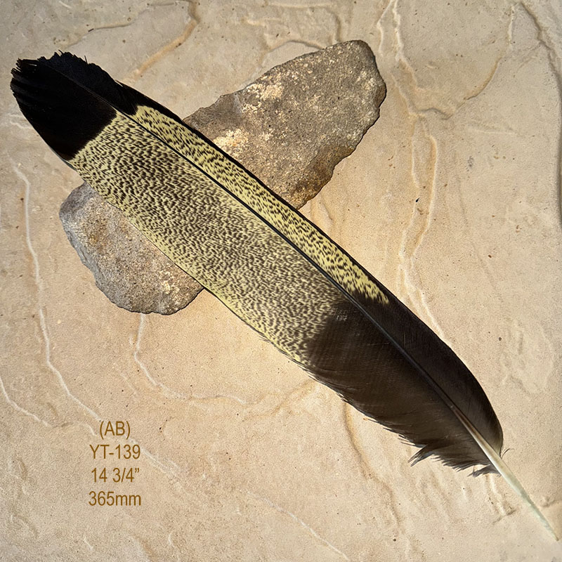 (image for) YT-139 Yellow Tailed Black Cockatoo Tail Feather