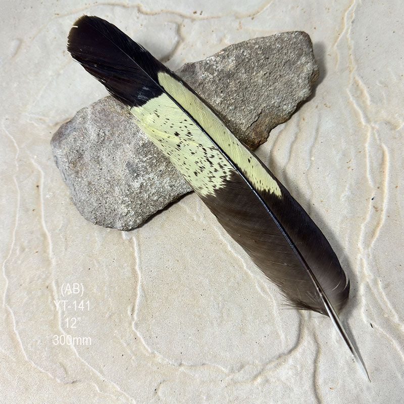 (image for) YT-141 Yellow Tailed Black Cockatoo Tail Feather - Click Image to Close