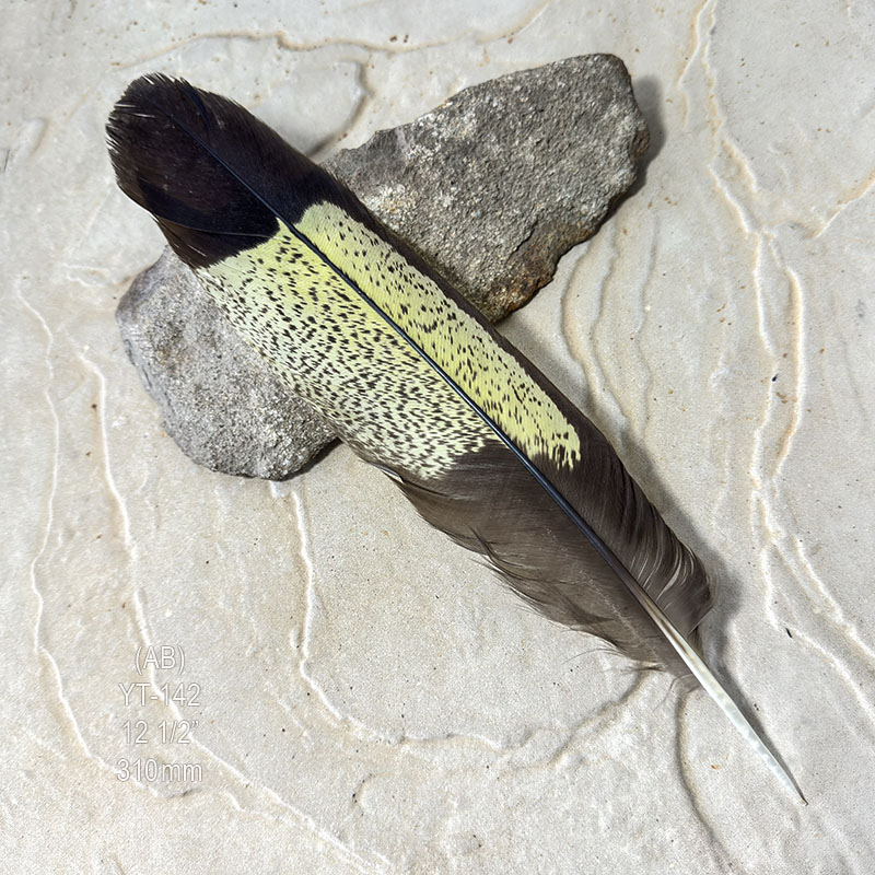 (image for) YT-142 Yellow Tailed Black Cockatoo Tail Feather