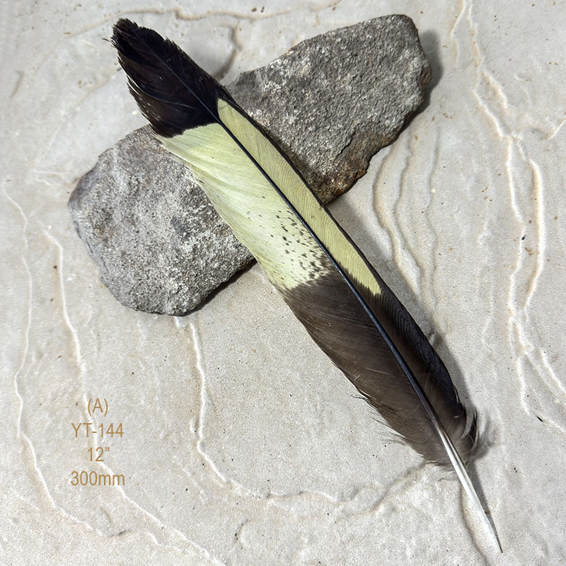 (image for) YT-144 Yellow Tailed Black Cockatoo Tail Feather - Click Image to Close