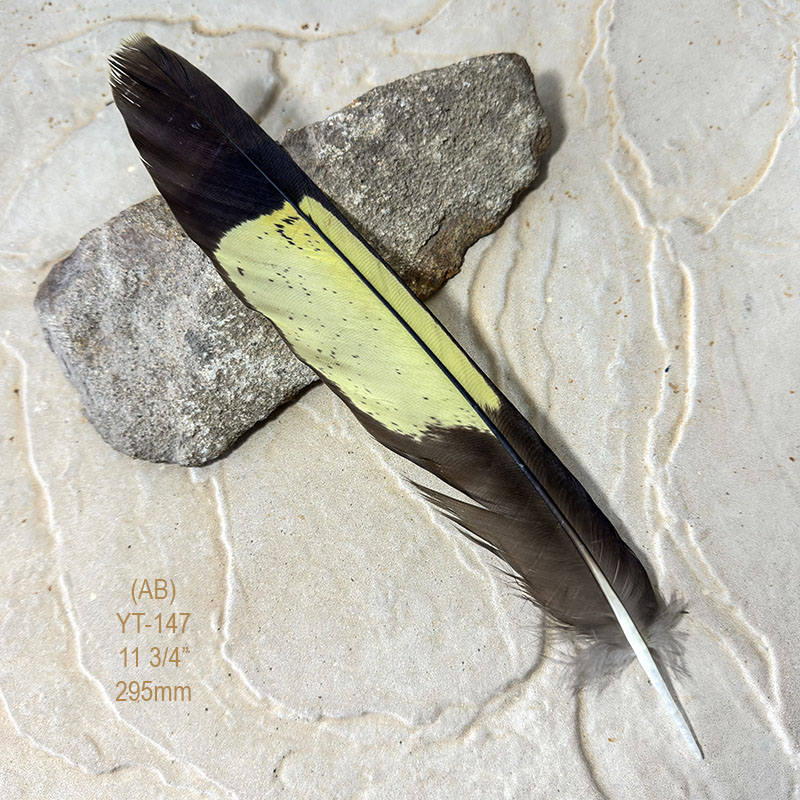 (image for) YT-147 Yellow Tailed Black Cockatoo Tail Feather