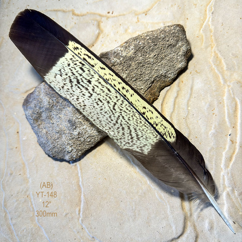 (image for) YT-148 Yellow Tailed Black Cockatoo Tail Feather