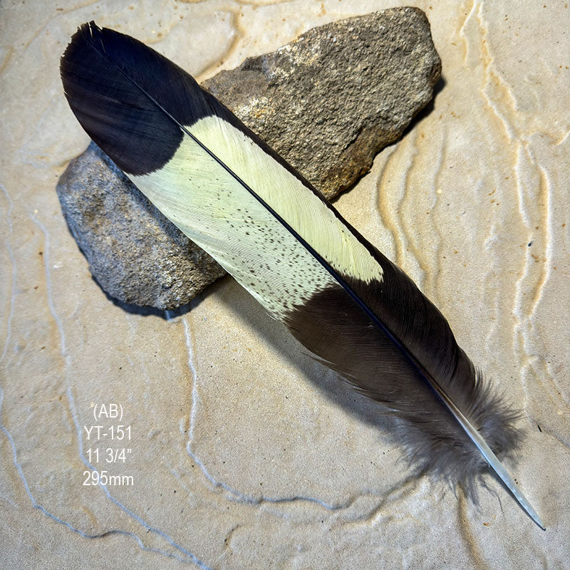(image for) YT-151 Yellow Tailed Black Cockatoo Tail Feather