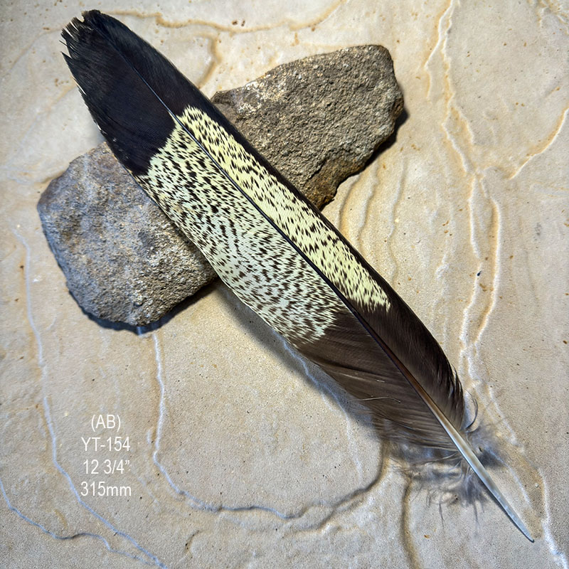 (image for) YT-154 Yellow Tailed Black Cockatoo Tail Feather