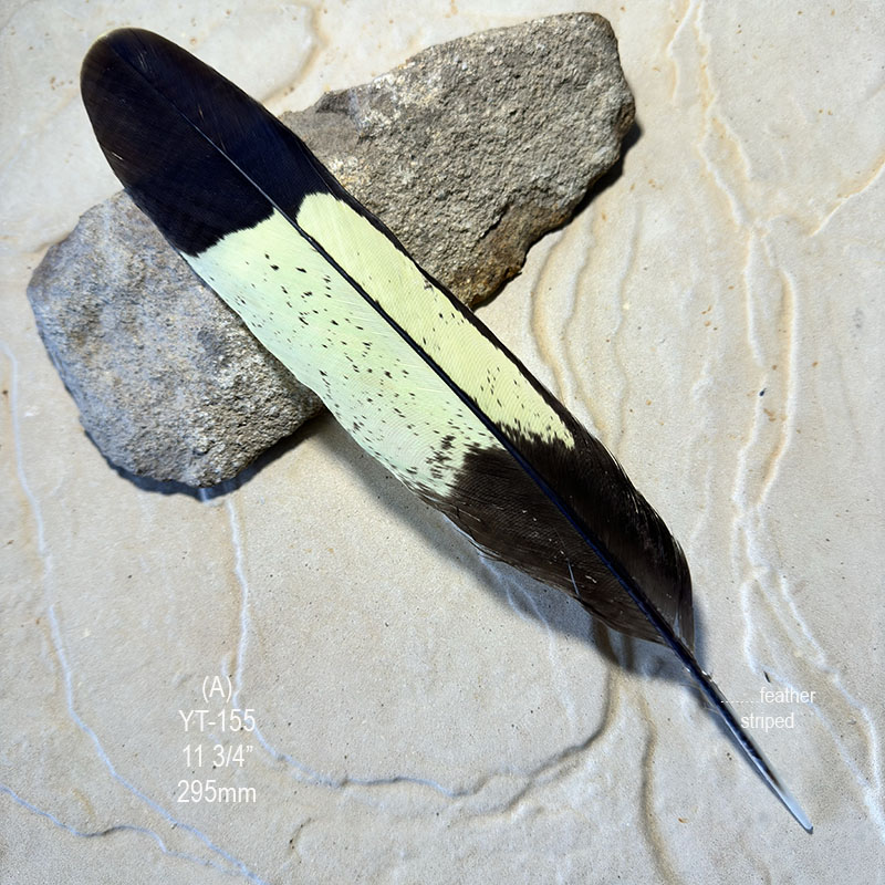 (image for) YT-155 Yellow Tailed Black Cockatoo Tail Feather