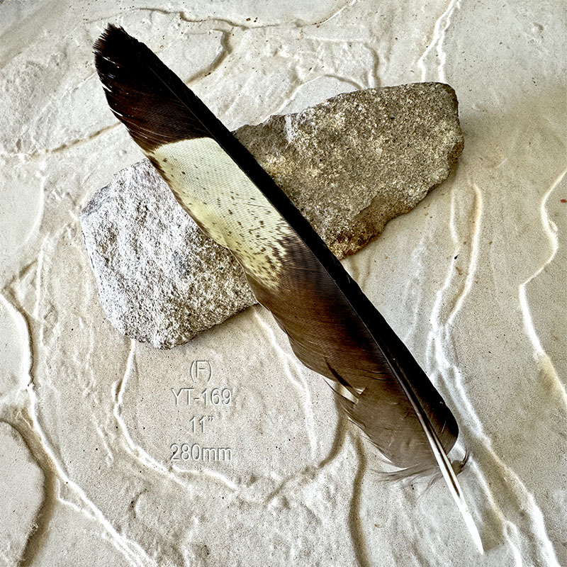 (image for) YT-169 Yellow Tailed Black Cockatoo Tail Feather