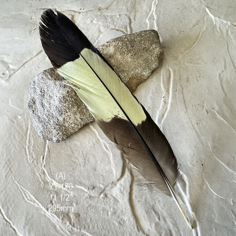 (image for) YT-170 Yellow Tailed Black Cockatoo Tail Feather