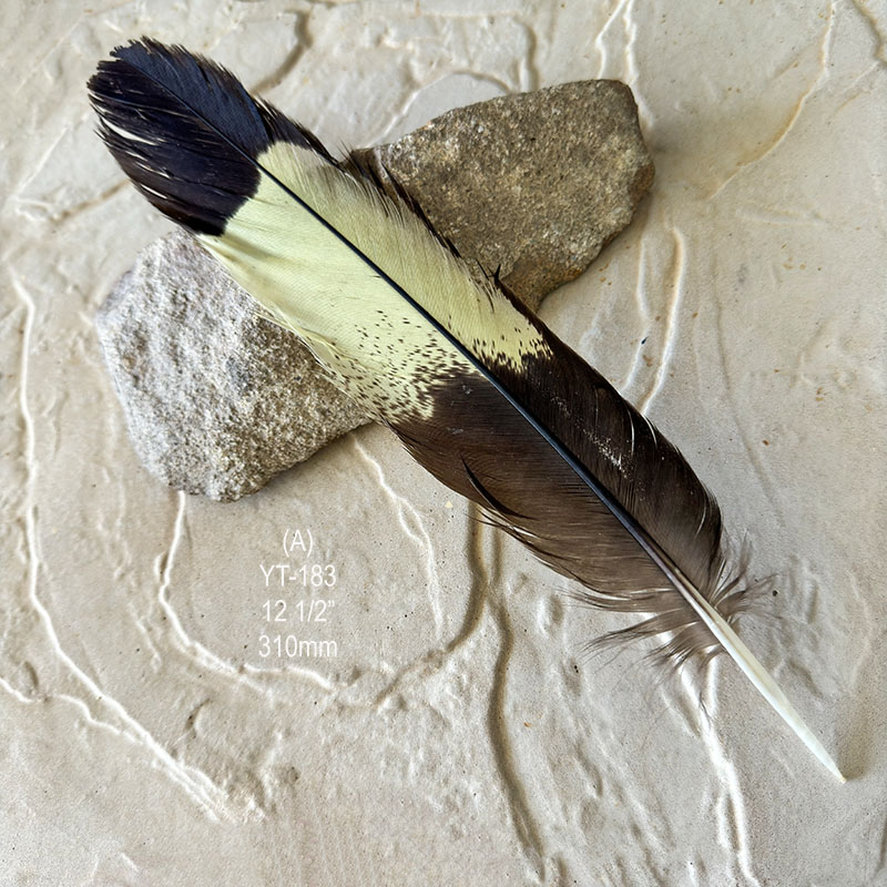 (image for) YT-183 Yellow Tailed Black Cockatoo Tail Feather - Click Image to Close