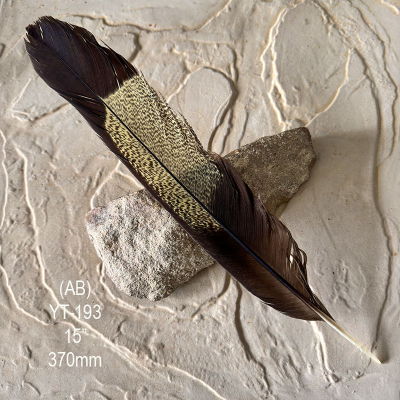 (image for) YT-193 Yellow Tailed Black Cockatoo Tail Feather - Click Image to Close
