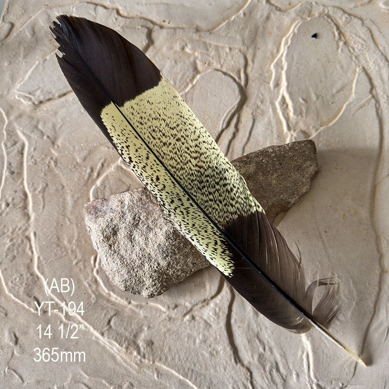 (image for) YT-194 Yellow Tailed Black Cockatoo Tail Feather