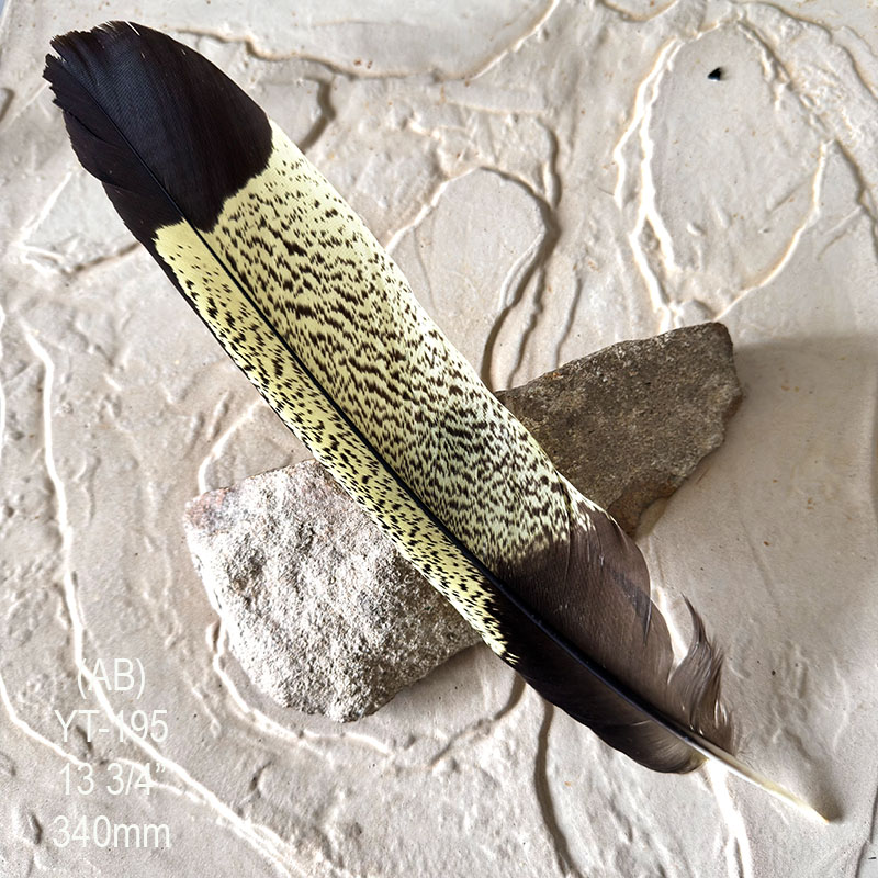 (image for) YT-195 Yellow Tailed Black Cockatoo Tail Feather