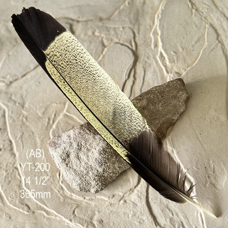 (image for) YT-200 Yellow Tailed Black Cockatoo Tail Feather