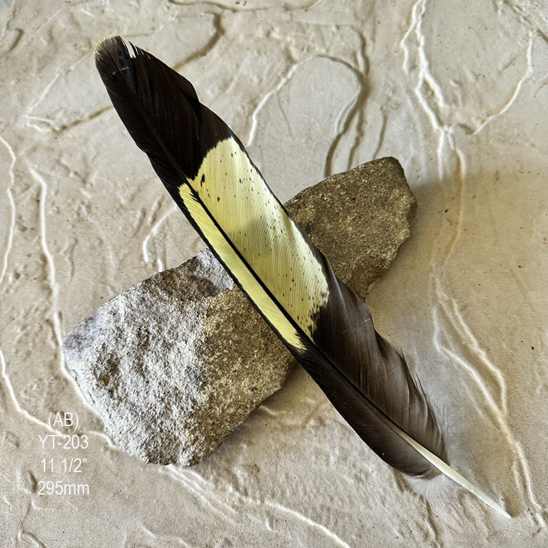 (image for) YT-203 Yellow Tailed Black Cockatoo Tail Feather