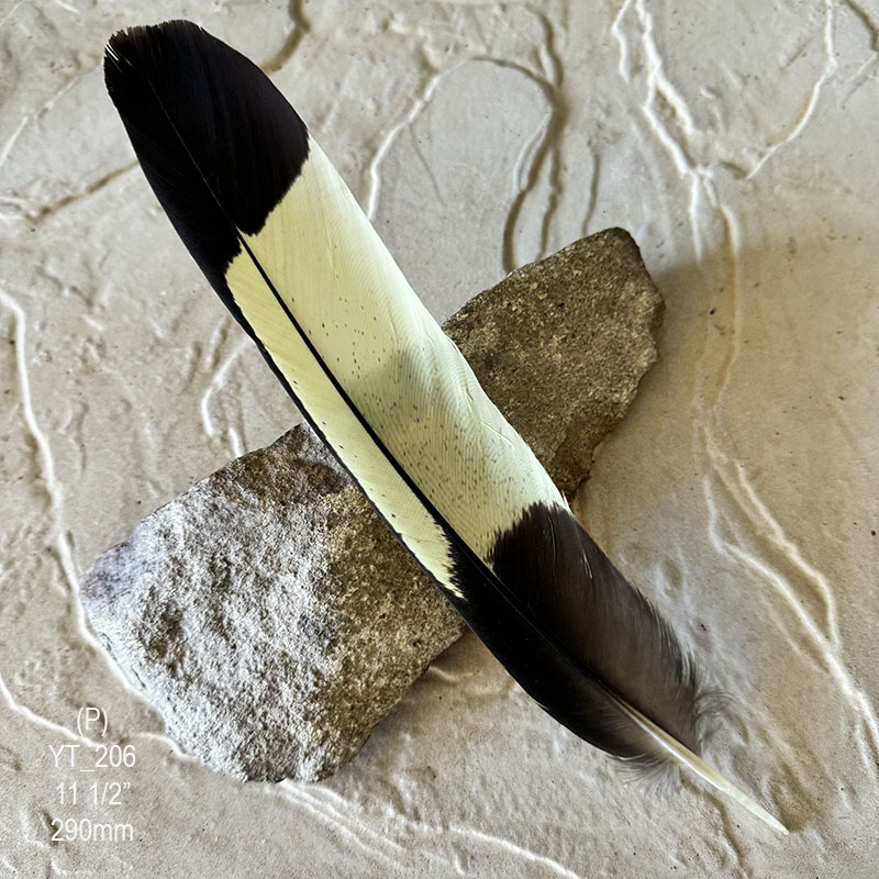 (image for) YT-206 Yellow Tailed Black Cockatoo Tail Feather