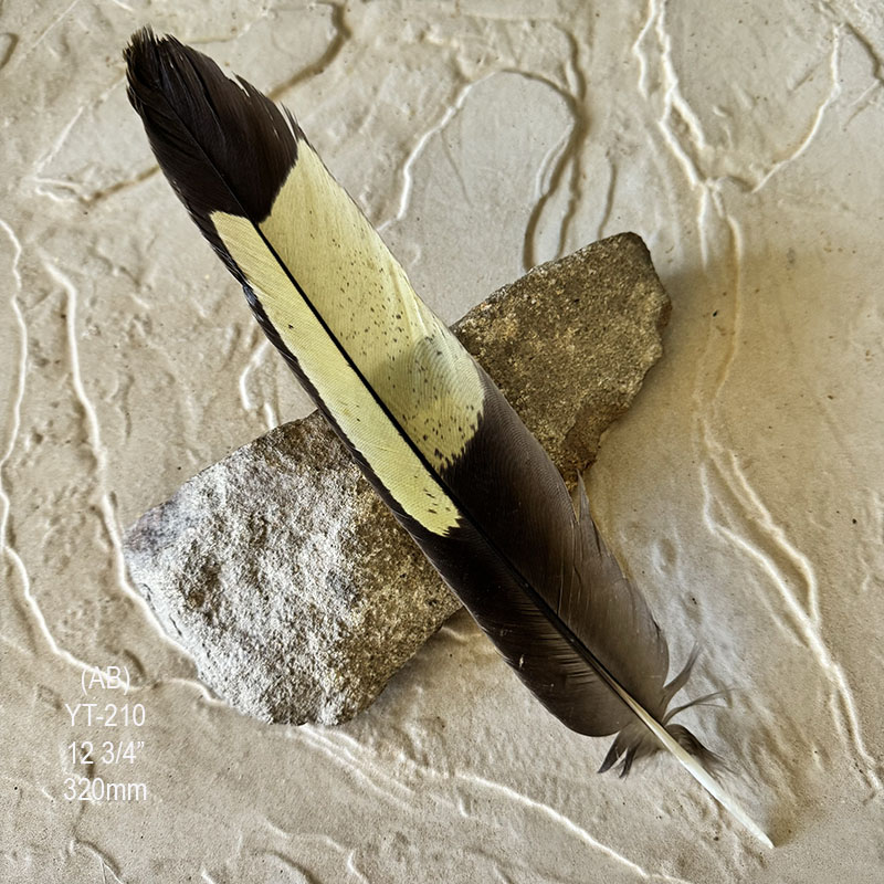 (image for) YT-210 Yellow Tailed Black Cockatoo Tail Feather