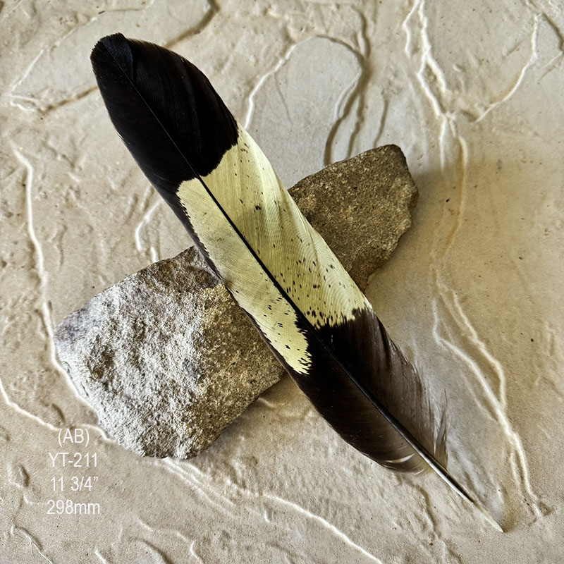 (image for) YT-211 Yellow Tailed Black Cockatoo Tail Feather