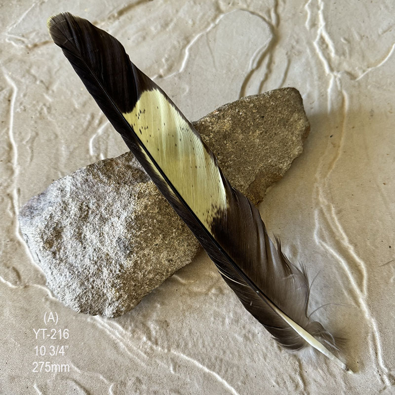 (image for) YT-216 Yellow Tailed Black Cockatoo Tail Feather