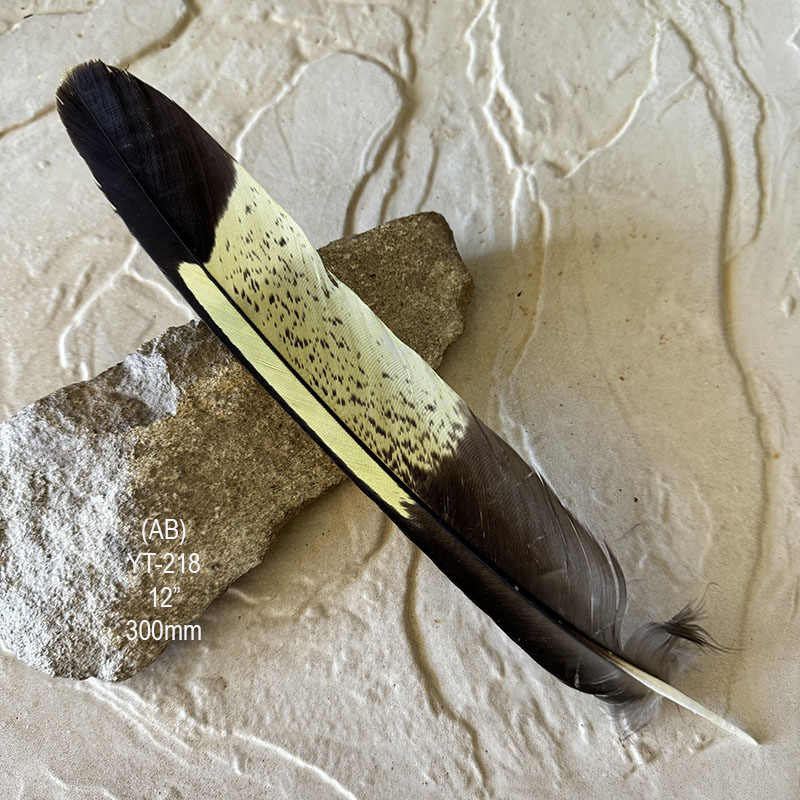 (image for) YT-218 Yellow Tailed Black Cockatoo Tail Feather