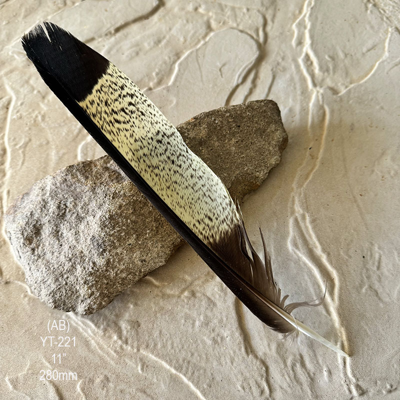 (image for) YT-221 Yellow Tailed Black Cockatoo Tail Feather
