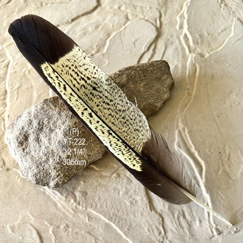 (image for) YT-222 Yellow Tailed Black Cockatoo Tail Feather