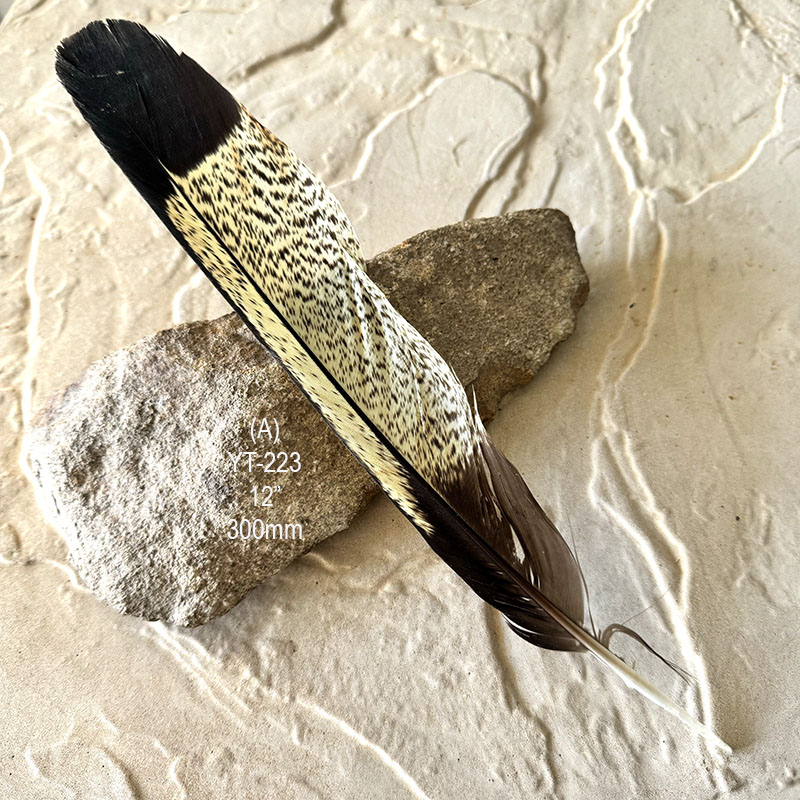 (image for) YT-223 Yellow Tailed Black Cockatoo Tail Feather