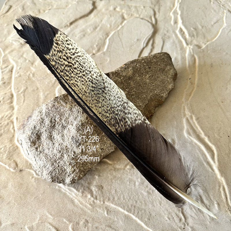 (image for) YT-226 Yellow Tailed Black Cockatoo Tail Feather