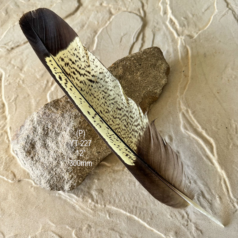(image for) YT-227 Yellow Tailed Black Cockatoo Tail Feather