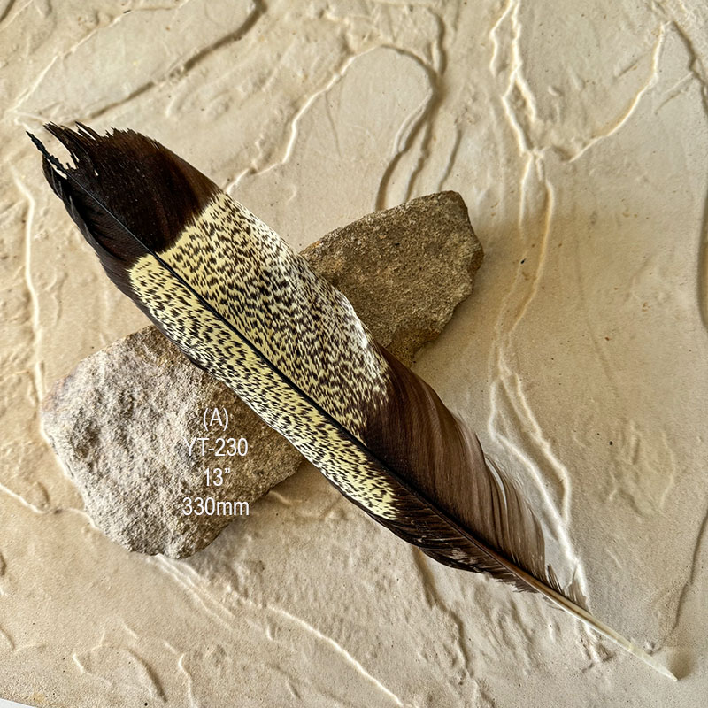 (image for) YT-230 Yellow Tailed Black Cockatoo Tail Feather