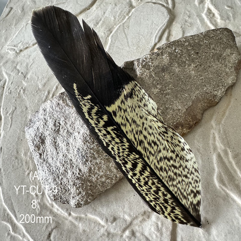 (image for) YT-CUT-9 Yellow Tailed Black Cookatoo Cut Tail Feather