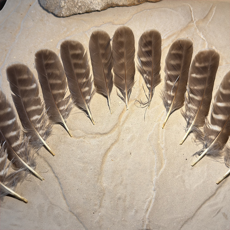 (image for) Boobook Owl Tail Feathers