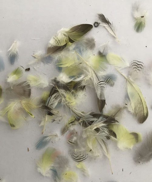 (image for) Budgerigar Plumage Feathers - Click Image to Close