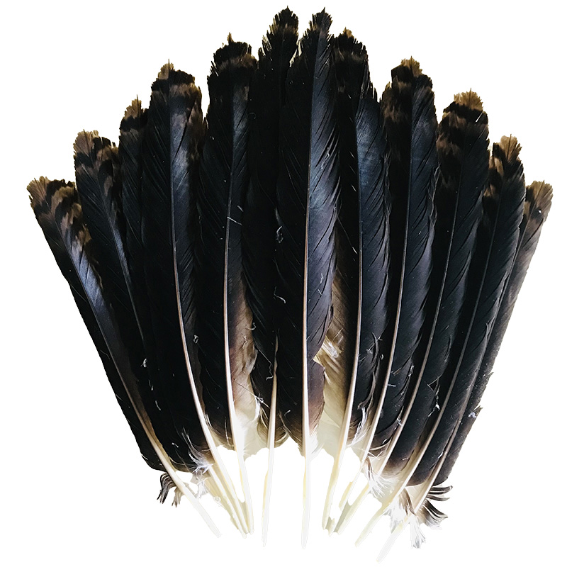 (image for) Wedged Tailed Eagle Tail