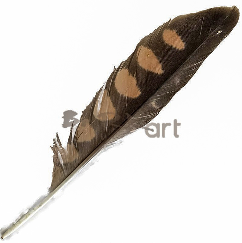 (image for) Little Falcon Wing Feathers