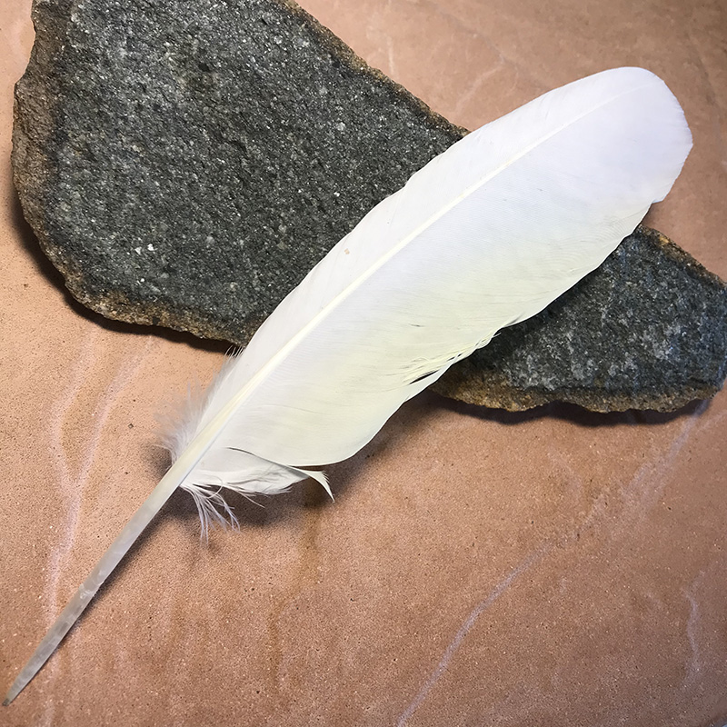 (image for) Sulphur Crested Cockatoo Wing
