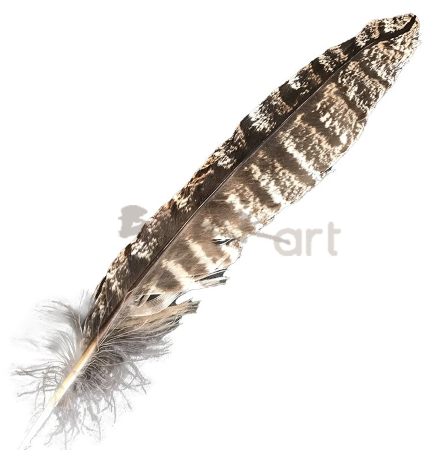 (image for) Tawney Frogmouth Tail Feather