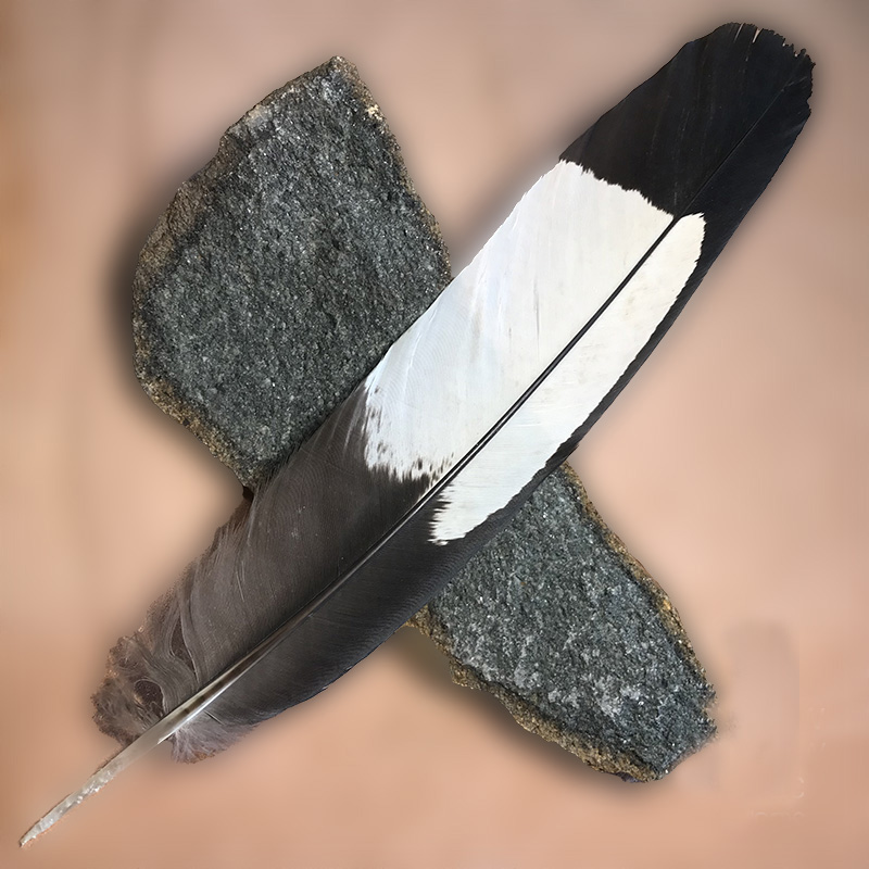 (image for) White Tailed Black Cockatoo Tail