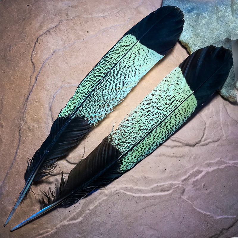 (image for) Yellow Tailed Tail Feather