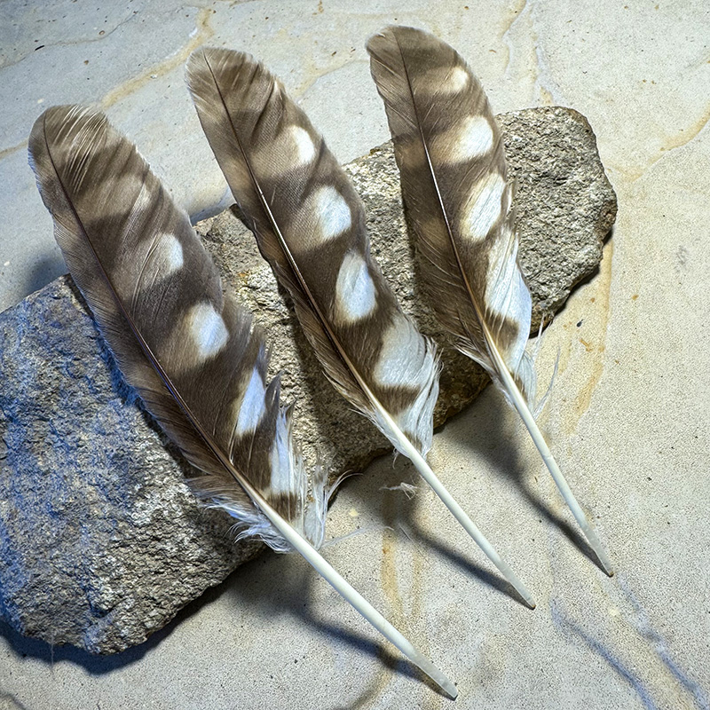 (image for) Boobook Owl Wing Feathers