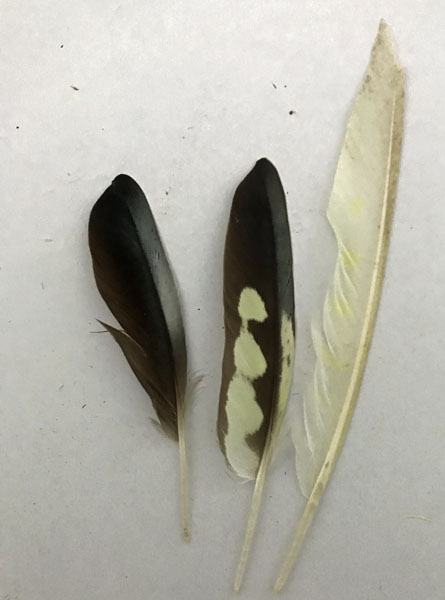 (image for) Cockatiel Wing Feathers - Click Image to Close