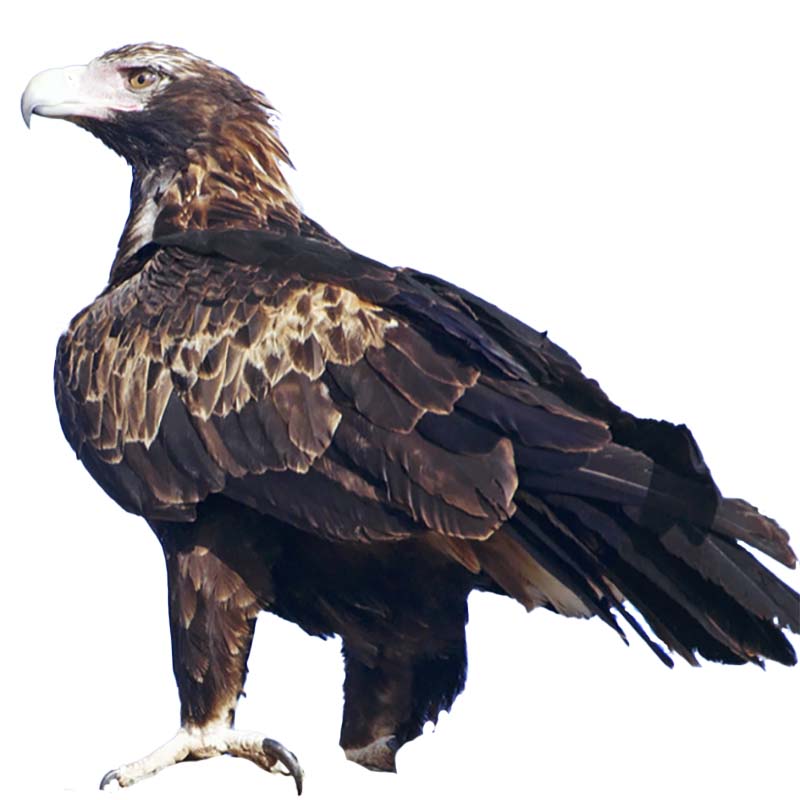 (image for) Wedged Tailed Eagle