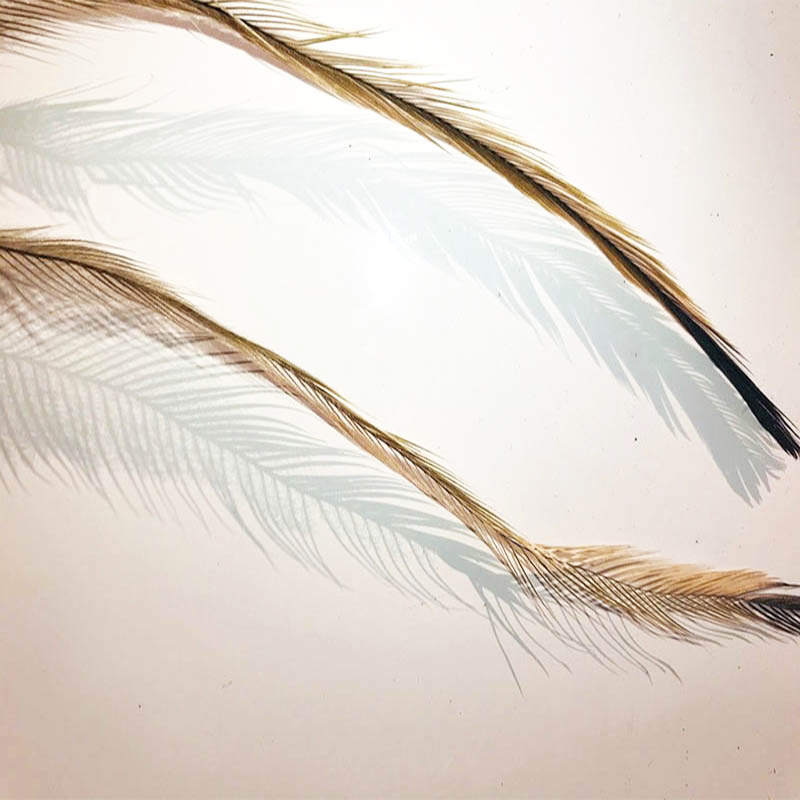 (image for) 30 Emu Body Feathers Sample Pack - Click Image to Close