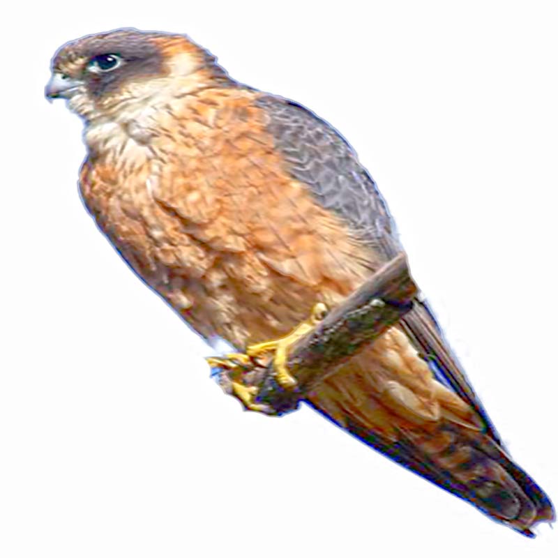 (image for) Australian Hobby (Little Falcon)